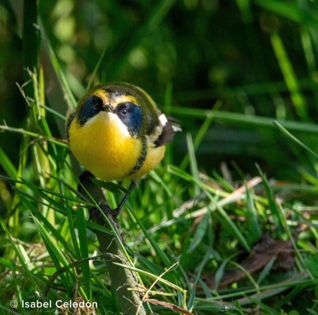 Día de la Fauna chilena hábitat Fiu