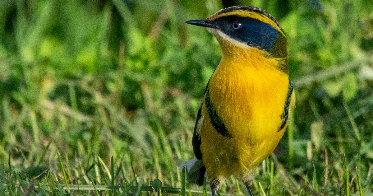 Día de la Fauna chilena hábitat Fiu