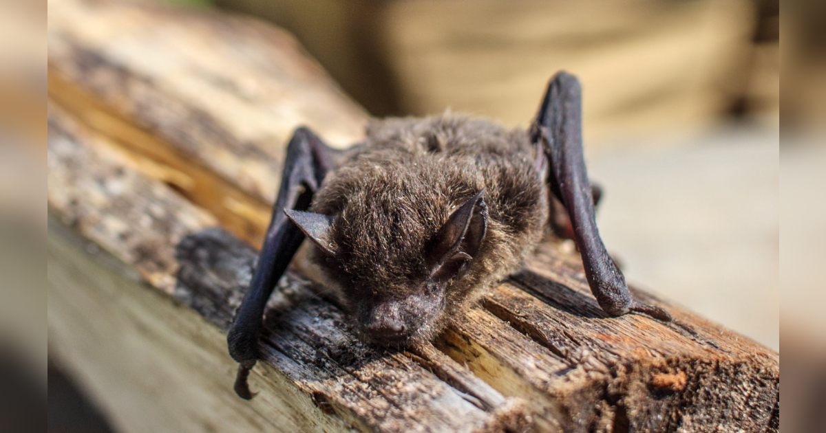 Murciélago con enorme pene se reproduce sin penetración: lo utiliza como "brazo copulador"