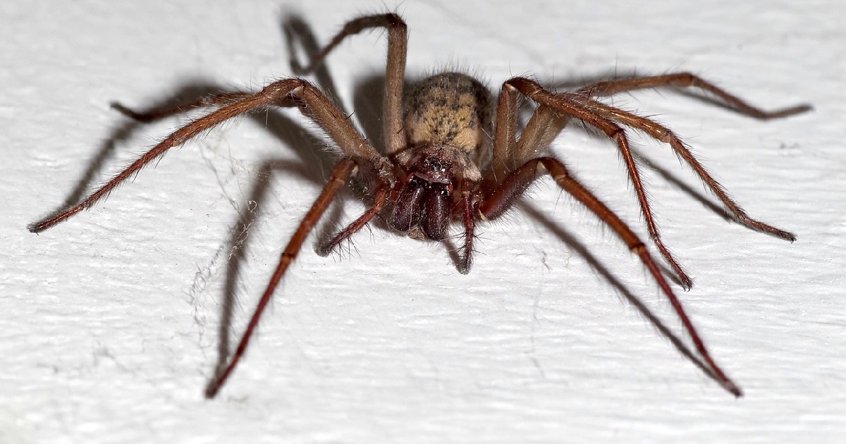 Niño de 9 años estuvo internado 10 días en Perú: lo mordió araña venenosa 'idéntica' a la de rincón