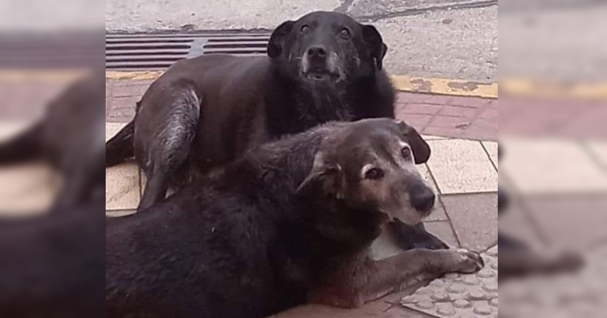 Confirman hallazgo de perritos comunitarios desaparecidos en Valdivia enterrados en un patio