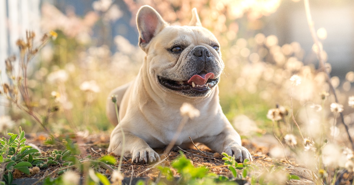 mascotas sensibles altas temperaturas calor