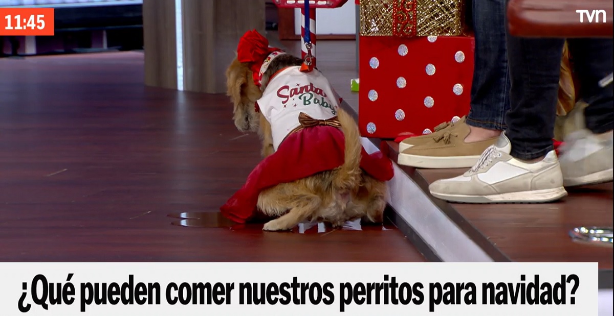 chascarro perrita Buenos Días a Todos