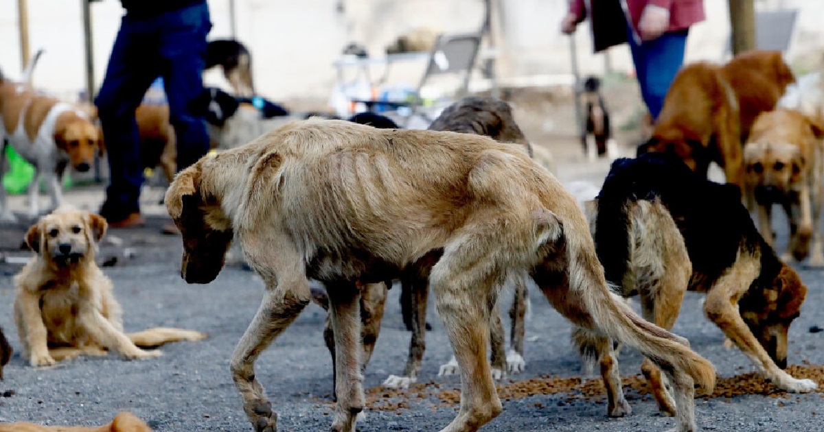 Desalojan “refugio” que mantenía más de 100 perros maltratados y con indicios de zoofilia