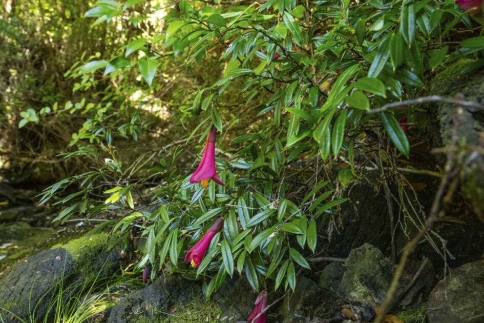 Isla chilena virgen en venta