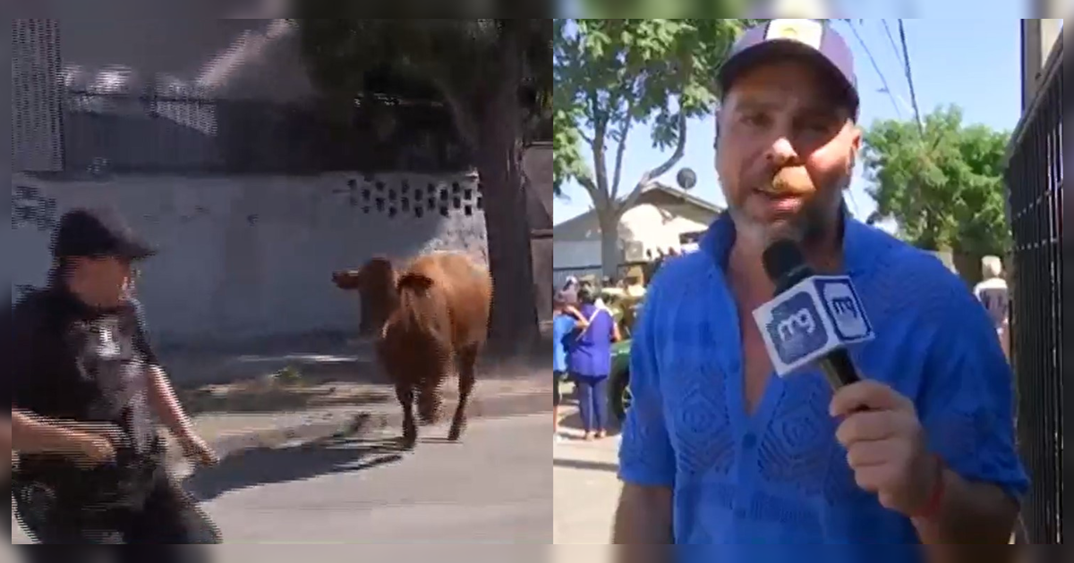 La molestia de José Antonio Neme por novillo suelto en Estación Central: “Me da pena el escenario”