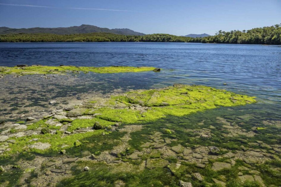 Venden isla chilena virgen