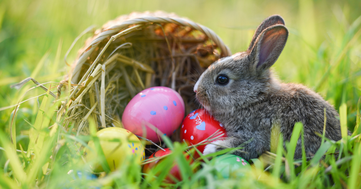 Conejo de Pascua