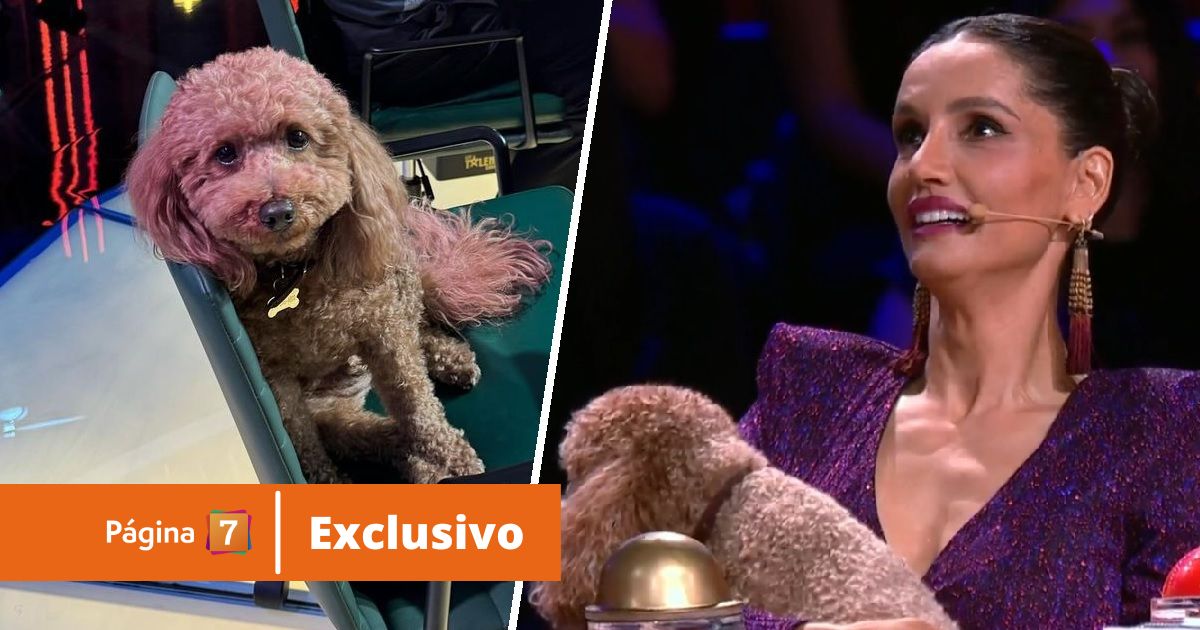 Vito el perrito que acompaña a Leonor Varela en Got Talent Chile