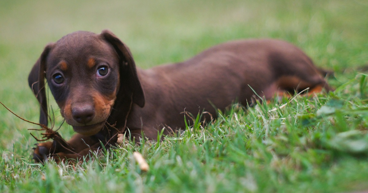 ley podría prohibir crianza de perros salchicha