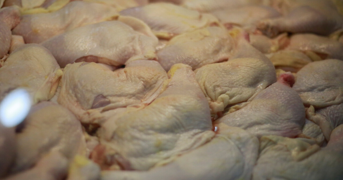 Pollos sumergidos en cloro