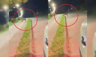 Captan a puma suelto en plena costanera de Lago Ranco