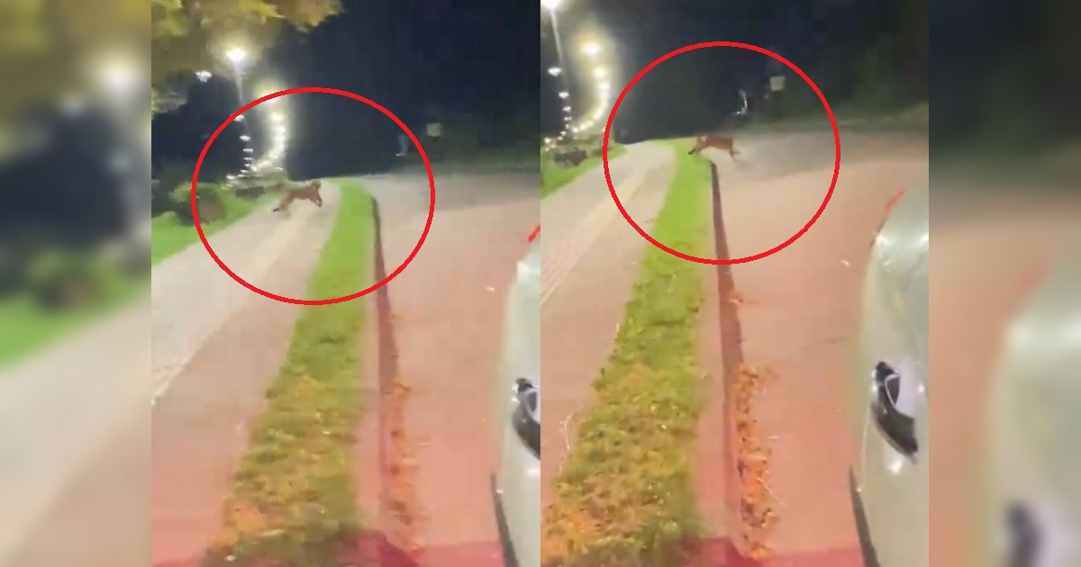 Captan a puma suelto en plena costanera de Lago Ranco