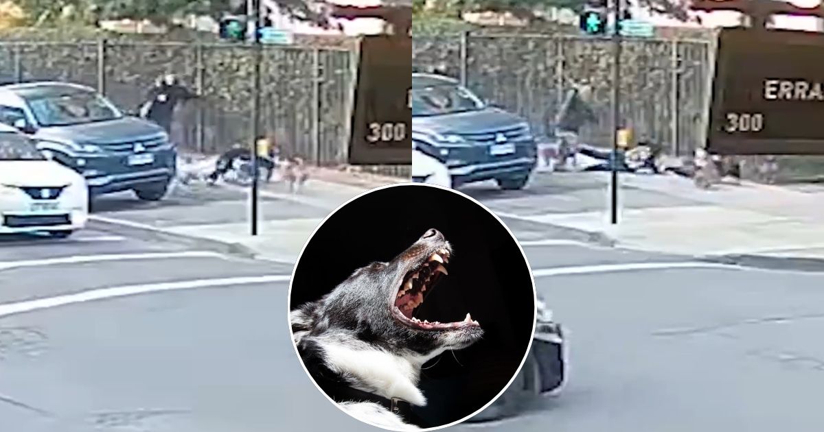 Ataque de jauría de perro en Buin