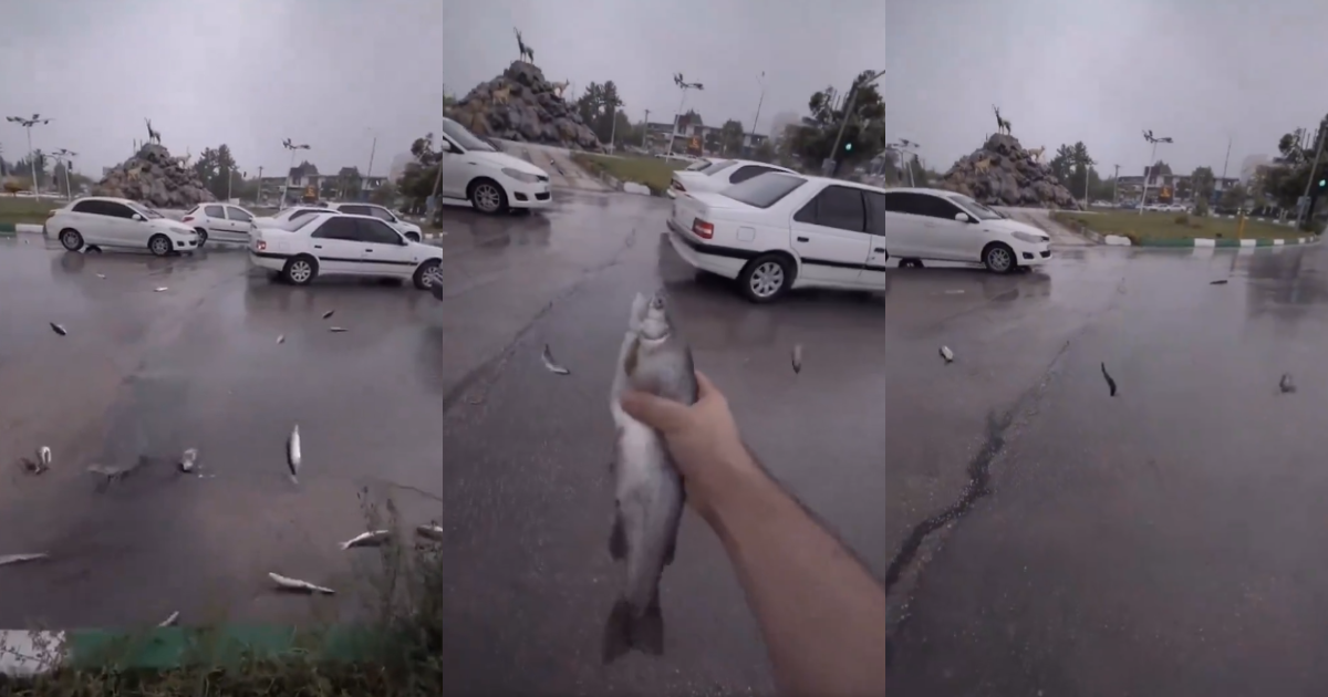 Lluvia de peces sorprende en Irán: ¿por qué ocurrió este inusual fenómeno?