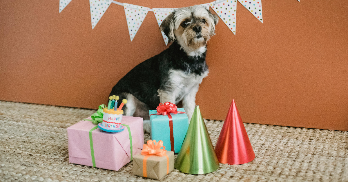 ¿Es sano celebrar el cumpleaños de tu mascota?