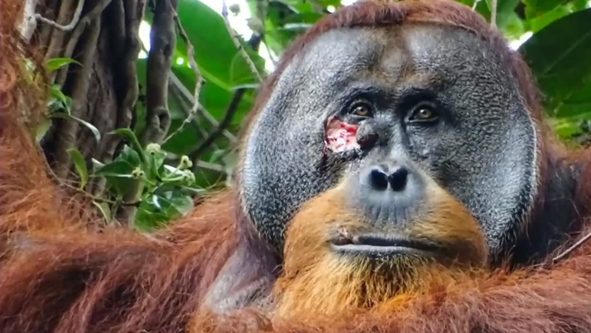 orangután se cura herida con planta medicinal