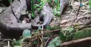 Encuentran a mujer dentro de pitón de 5 metros en Indonesia