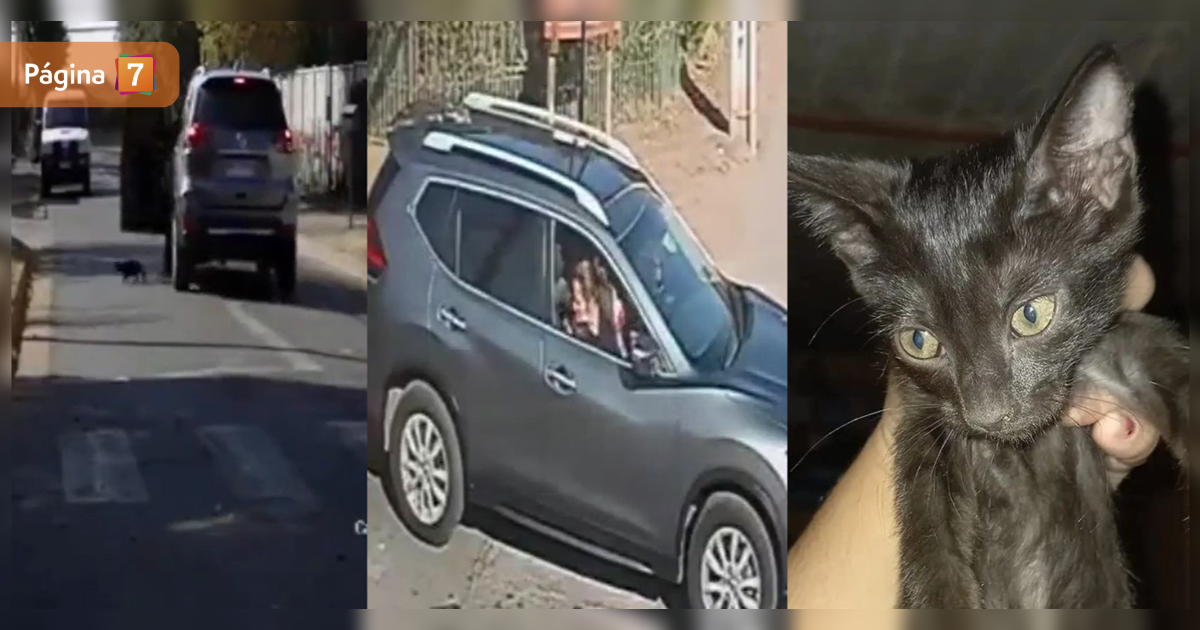 Cruel maltrato animal: condenan a mujer que tiró a su gatita a unos perros y miró cómo la mataban