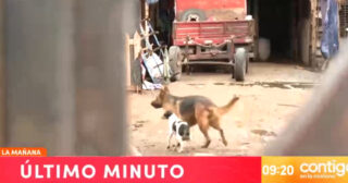 Realizan operativo en matadero clandestino en San bernardo: encontraron perros faenados