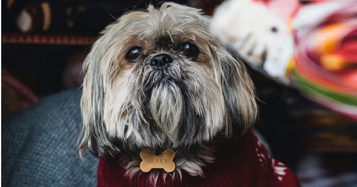 Protección especial de mascotas en invierno