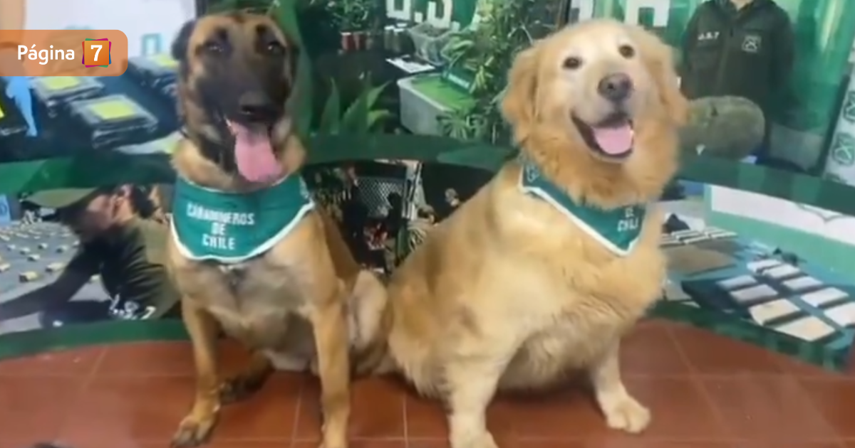 Reacción de perritos de Carabineros desborda ternura y risas tras encontrar drogas en bus