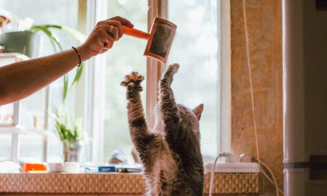 por qué los gatos arañan muebles