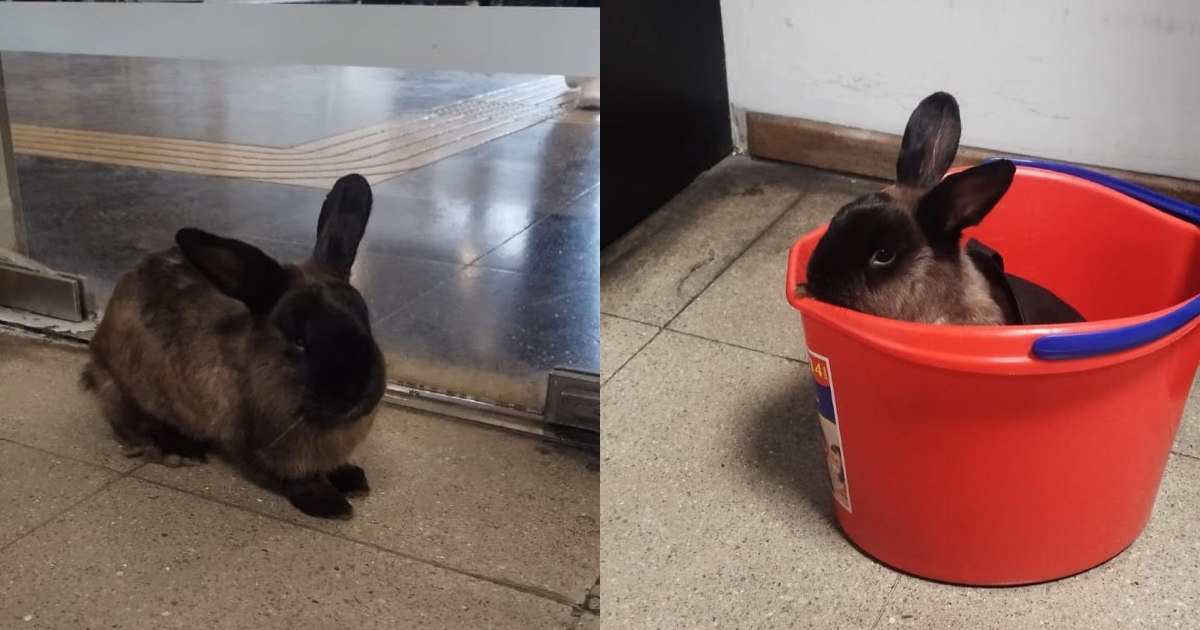 Metro de Santiago publicó tiernas fotos de conejo perdido en sus instalaciones: busca a su familia