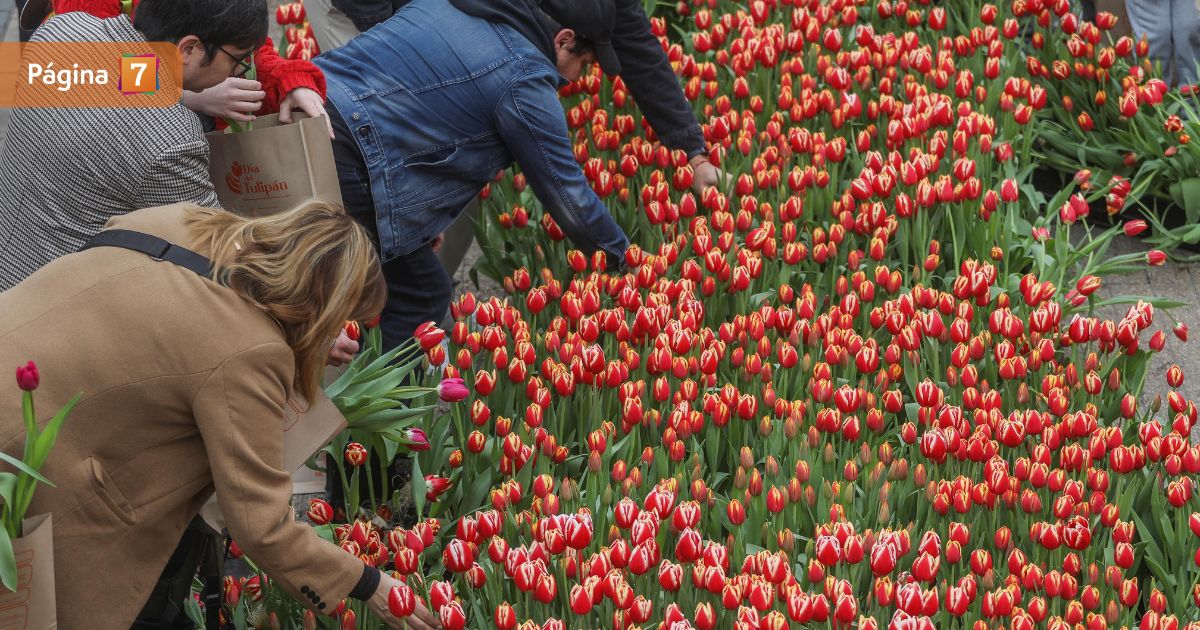 Día del Tulipan Chile Regalo de flores