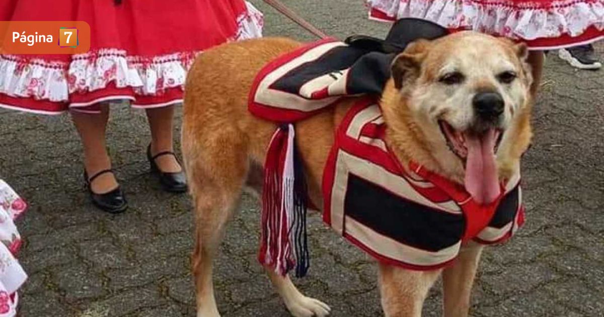 perro disfrazado fiestas patrias