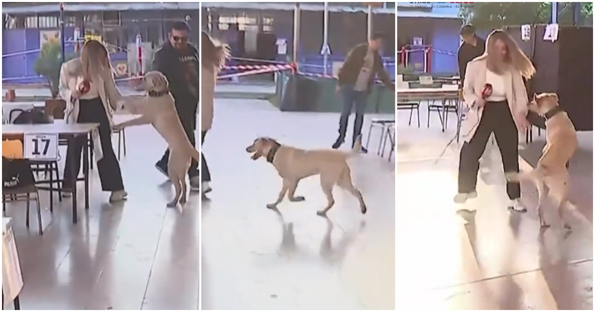 periodista de TVN sufrió gracioso chascarro con perrito en local de votación