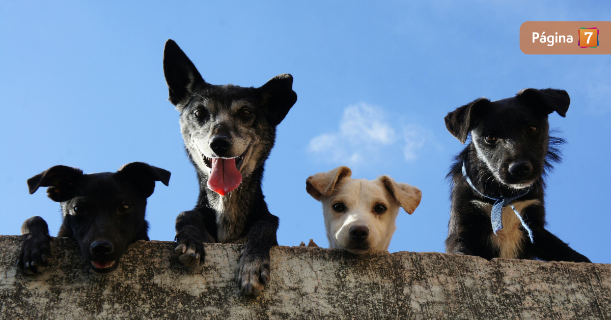 Playlist para perros: estudio revela las melodías que ayudan calmar y desestresar a tu mascota