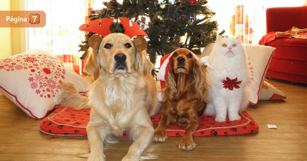 alimentos navideños peligrosos para las mascotas