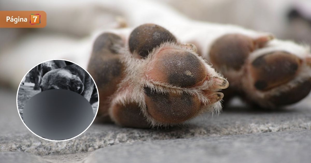 Caso de maltrato animal en Talagante