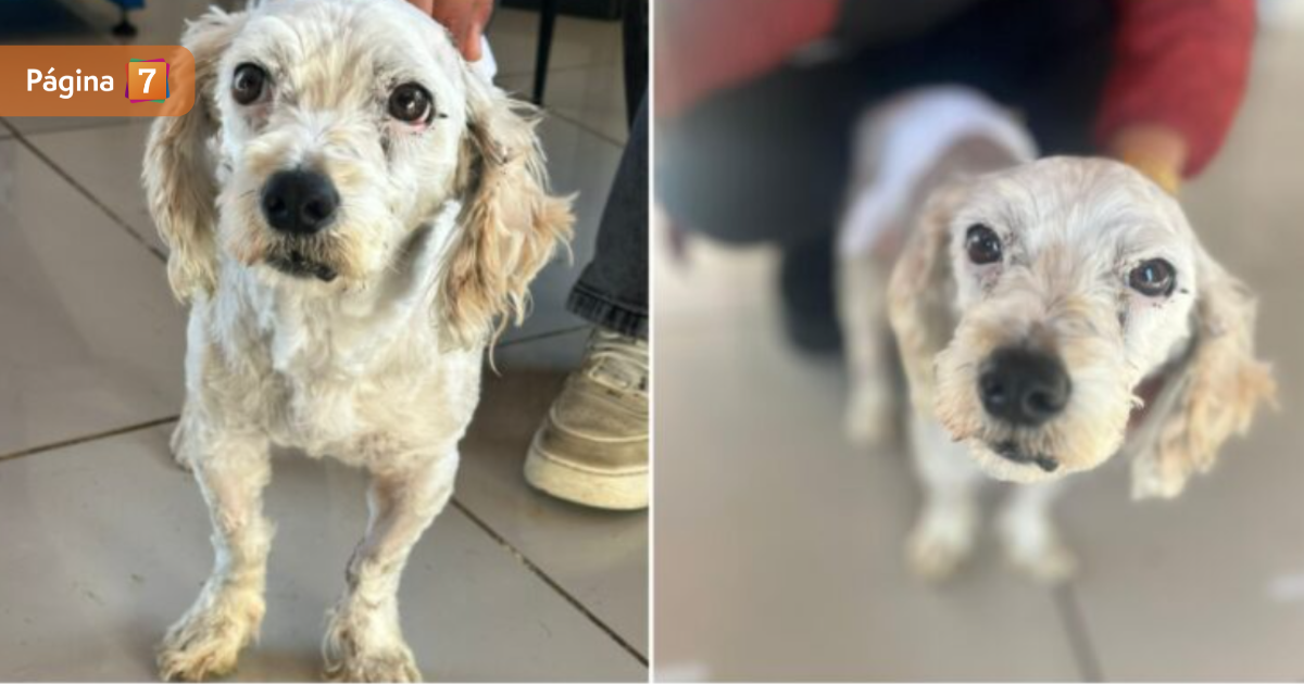 Navidad perrito rescatado de brutal ataque murió por los fuegos artificiales en Puerto Montt