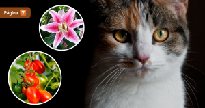 Tienes lirios o tomates Estas y otras plantas que debes alejar ahora mismo de tu gato