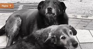 condenan a asesinos de caballita y viejito