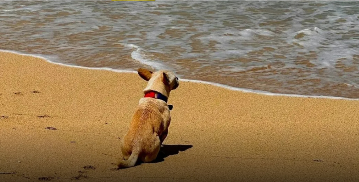Los errores que no puedes cometer si llevas a tu perro a la playa