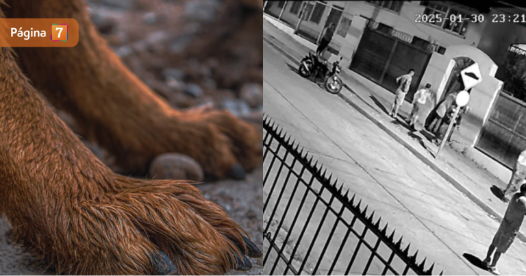 Hombre murió tras ser atacado por dos perros: intentaba robar un colegio en La Serena