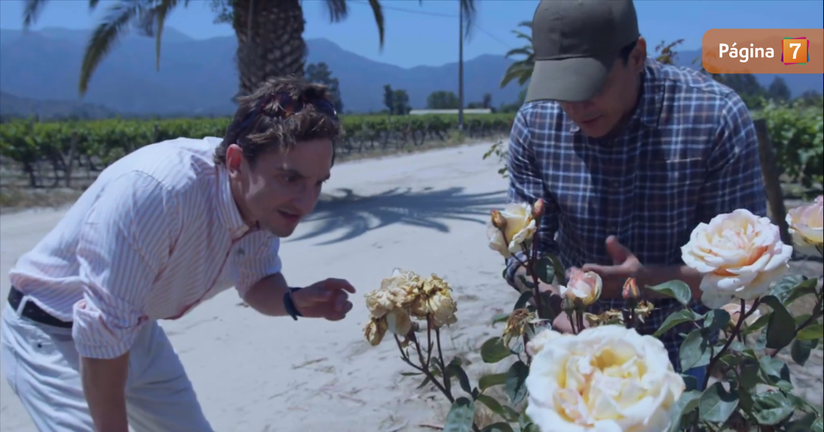 adelanto de Los Casablanca muestra cosecha envenenada