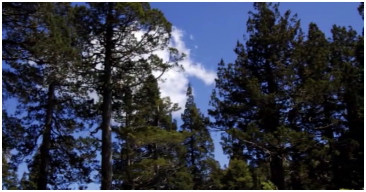 Guía turístico y tres adultos mayores se encuentran desaparecidos en el Parque Nacional Alerce Costero