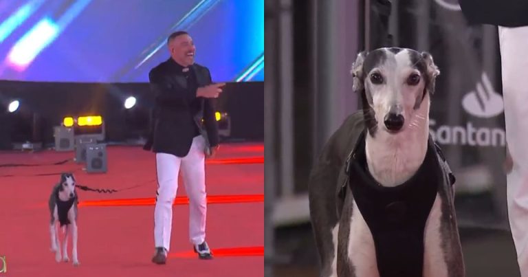 José Antonio Neme sorprendió con inesperado acompañante en la Gala de Viña