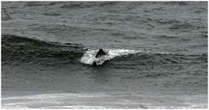 Surfista fallece tras ser impactada por bote de pescadores