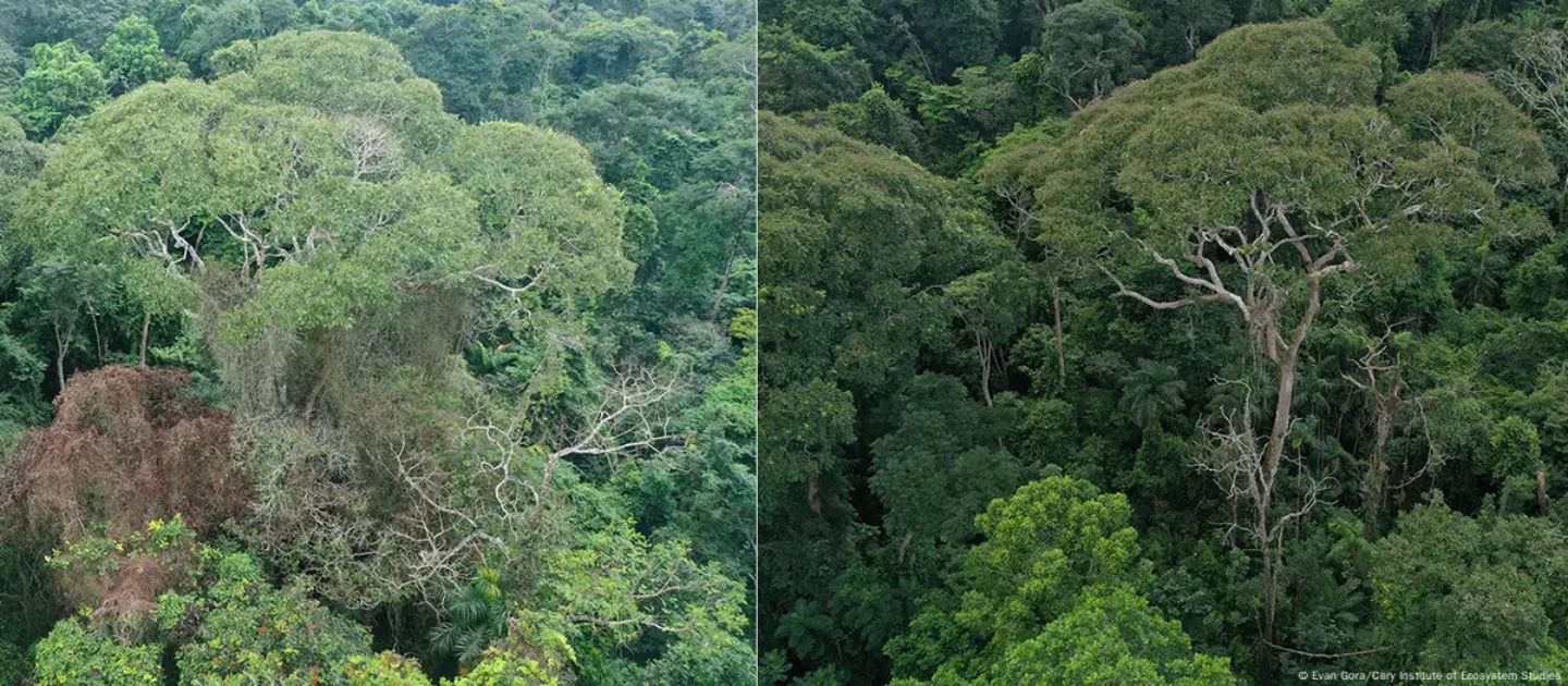 Descubren árbol que "electrocuta" a vecinos para sobrevivir