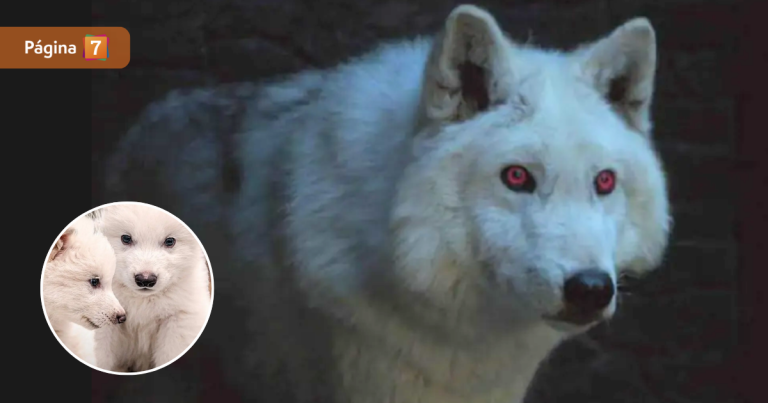 Lobo terrible: científicos reviven a animal extinto hace más de 12 mil años