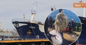 Hallazgos en hélice del Cobra