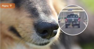 Impacto por médico que arrastró con su camioneta a perrito en Ruta 5: quedó en libertad tras arresto