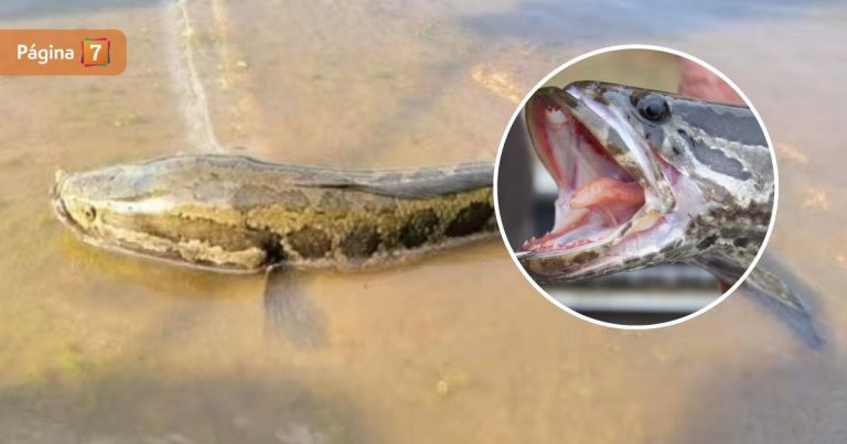 Aparición de pez con cabeza de serpiente causa terror en Estados Unidos: ¿por qué es tan peligroso?