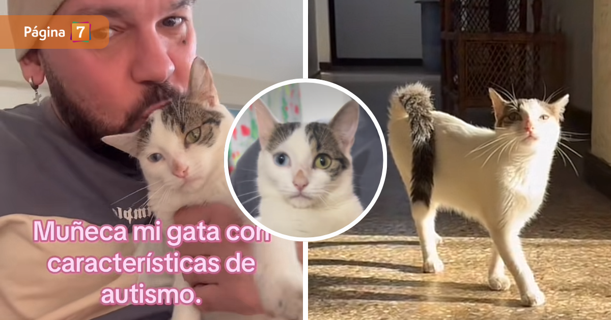 Muñeca, la gata "autista" que se hizo famosa en TikTok: ¿existe el diagnóstico de TEA en felinos?