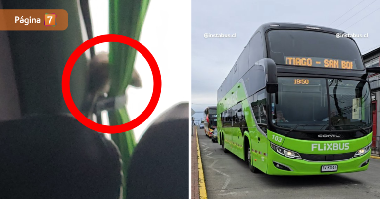 Roedor provocó escándalo arriba de bus con destino a Santiago: pasajeros tuvieron que atraparlo